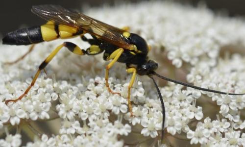 Réf. 242 118 : Ichneumon xanthorius